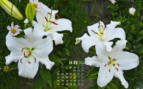 百合花图片 _ 第(6)张