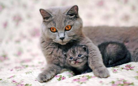 猫桌面图片 _ 第(2)张