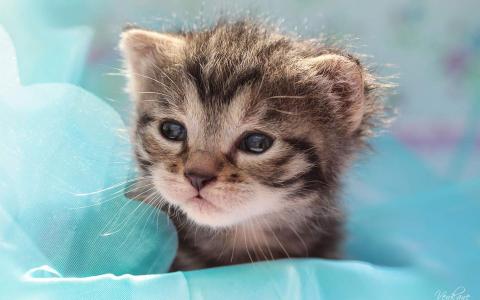 猫桌面图片 _ 第(3)张