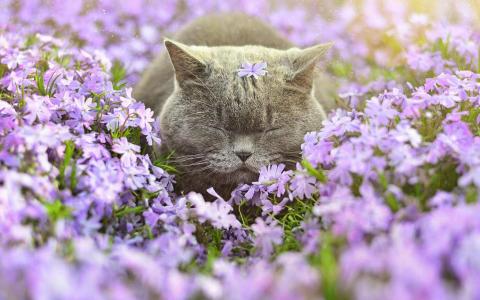 猫桌面图片 _ 第(4)张