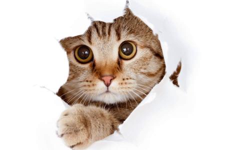 猫桌面图片 _ 第(5)张