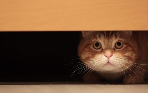 猫桌面图片 _ 第(6)张