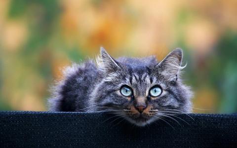 猫咪&猫爪棉花糖美食菜谱制作方法图片第5张