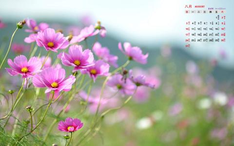 格桑花图片 _ 第(3)张