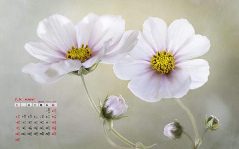 格桑花图片 _ 第(5)张