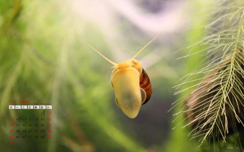 实拍可爱动物蜗牛摄影图片高清壁纸第6张