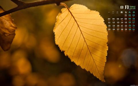 落叶图片 _ 第(3)张