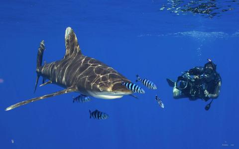 海洋生物可爱的海豚桌面壁纸第4张