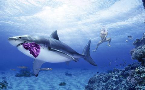 海洋生物可爱的海豚桌面壁纸第5张
