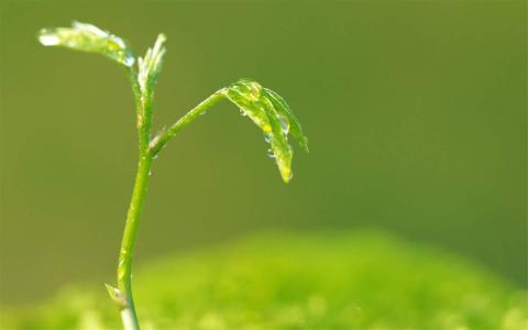 高清小清新绿色嫩芽特写图片桌面护眼壁纸高清第二辑第6张