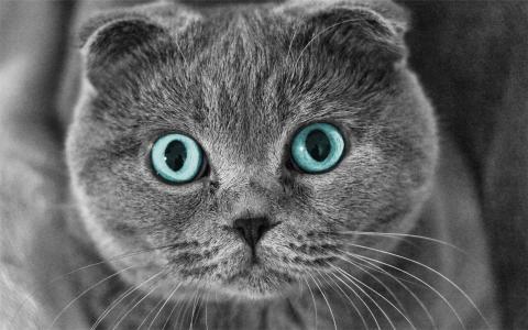卡通熊猫桌面壁纸治愈系文字语录图片第四辑第0张