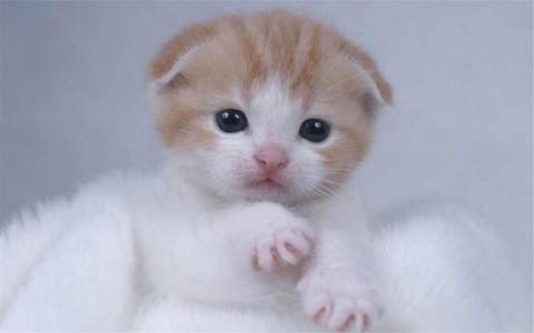 卡通熊猫桌面壁纸治愈系文字语录图片第四辑第4张