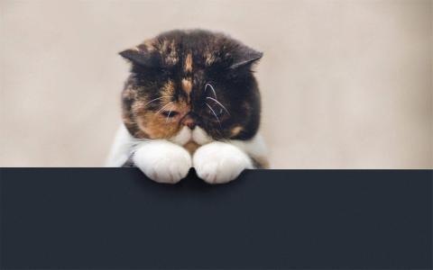 猫桌面图片 _ 第(8)张
