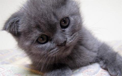 猫桌面图片 _ 第(10)张