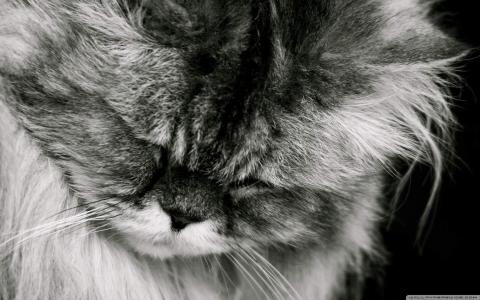 猫咪第3张