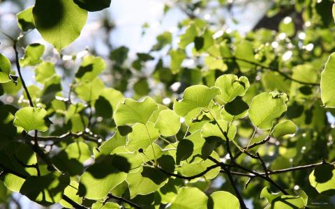 唯美秋季枫树叶高清桌面壁纸第3张