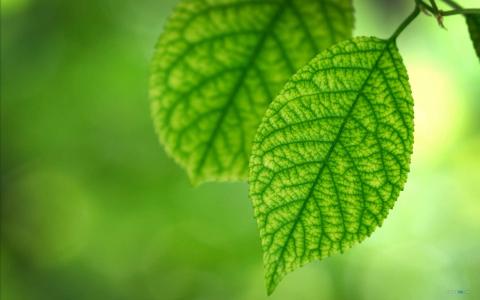 唯美秋季枫树叶高清桌面壁纸第4张