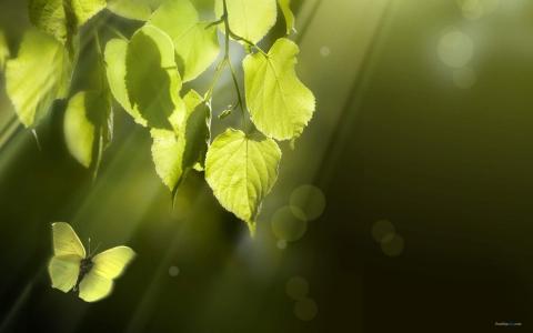唯美秋季枫树叶高清桌面壁纸第6张