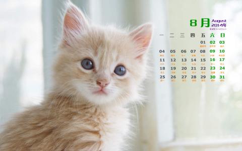 可爱猫咪图片图片 _ 第(3)张