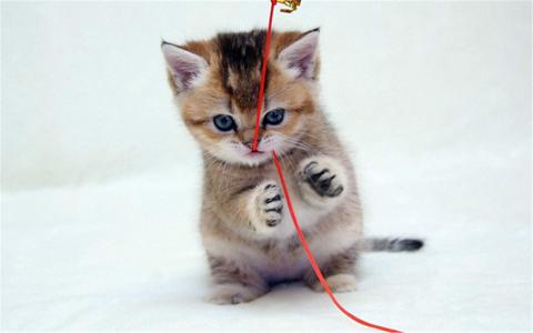 2014年10月日历可爱的小猫咪高清电脑桌面壁纸第6张