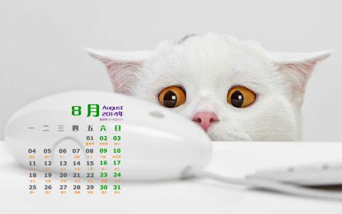 可爱猫咪图片图片 _ 第(5)张