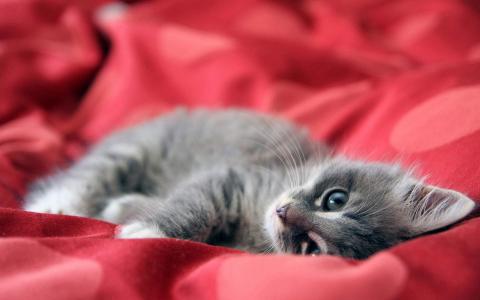可爱宠物小猫咪呆萌抓拍特写桌面壁纸下载第1张