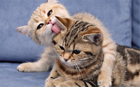 可爱宠物小猫咪呆萌抓拍特写桌面壁纸下载第0张