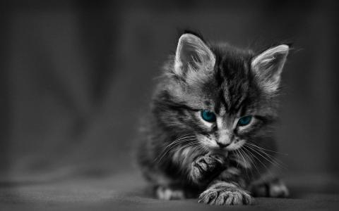 可爱宠物小猫咪呆萌抓拍特写桌面壁纸下载第2张