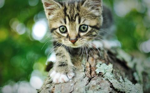 可爱宠物小猫咪呆萌抓拍特写桌面壁纸下载第4张