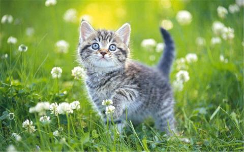 2022年9月日历可爱动物猫咪高清桌面壁纸图片第2张