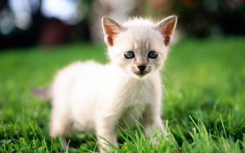 2022年9月日历可爱动物猫咪高清桌面壁纸图片第3张