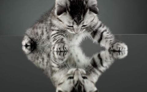 2022年9月日历可爱动物猫咪高清桌面壁纸图片第4张