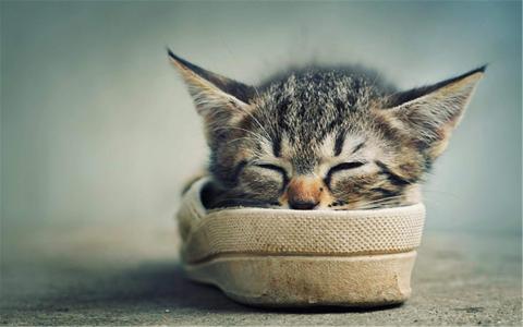 2022年9月日历可爱动物猫咪高清桌面壁纸图片第5张