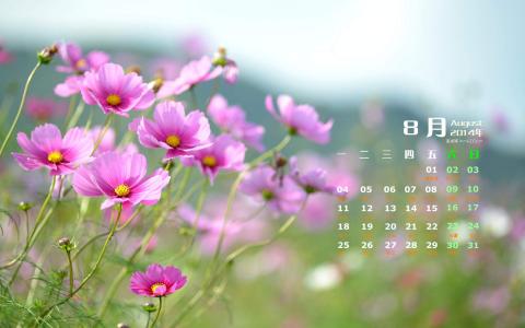 格桑花第0张