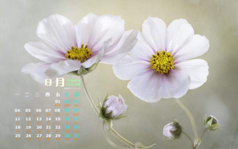 格桑花第4张