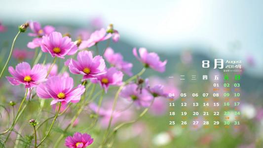 格桑花第0张