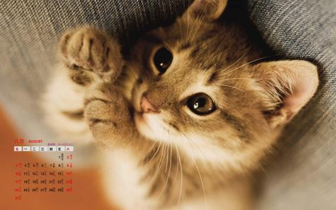 可爱宠物小猫咪呆萌抓拍特写桌面壁纸下载第4张