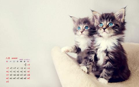 可爱宠物小猫咪呆萌抓拍特写桌面壁纸下载第5张