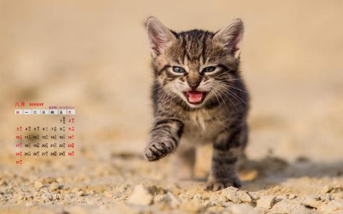 可爱宠物小猫咪呆萌抓拍特写桌面壁纸下载第2张