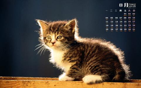可爱宠物小猫咪呆萌抓拍特写桌面壁纸下载第3张