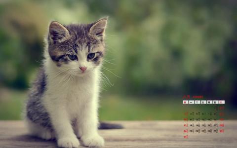 可爱宠物小猫咪呆萌抓拍特写桌面壁纸下载第4张