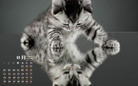 可爱宠物小猫咪呆萌抓拍特写桌面壁纸下载第6张