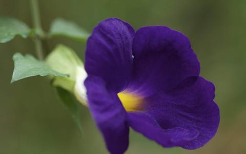 牵牛花第5张