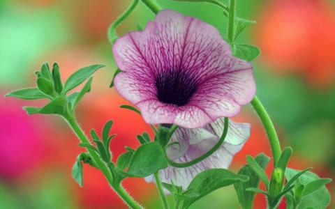 牵牛花第6张