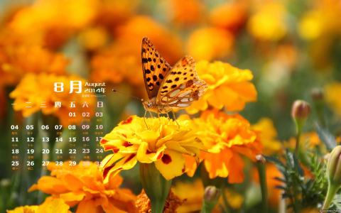 2014年8月日历图片 _ 第(1)张
