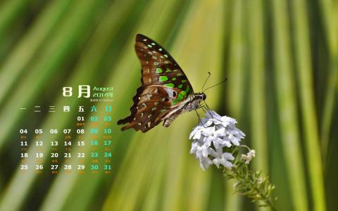 2014年8月日历图片 _ 第(6)张