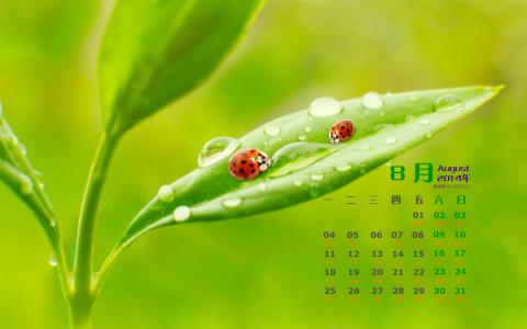 2014年8月日历图片 _ 第(1)张