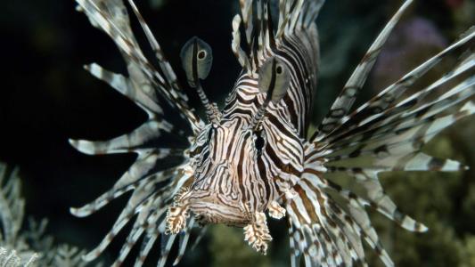 高清美景神秘的海底生物美丽水母图片手机壁纸第4张