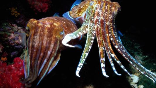 高清美景神秘的海底生物美丽水母图片手机壁纸第5张