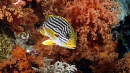 高清美景神秘的海底生物美丽水母图片手机壁纸第6张